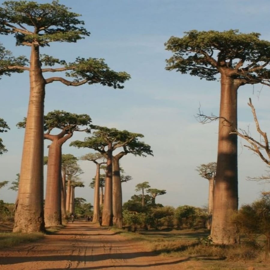 بذور شجرة التبلدي - الباوباب ( Adansonia )