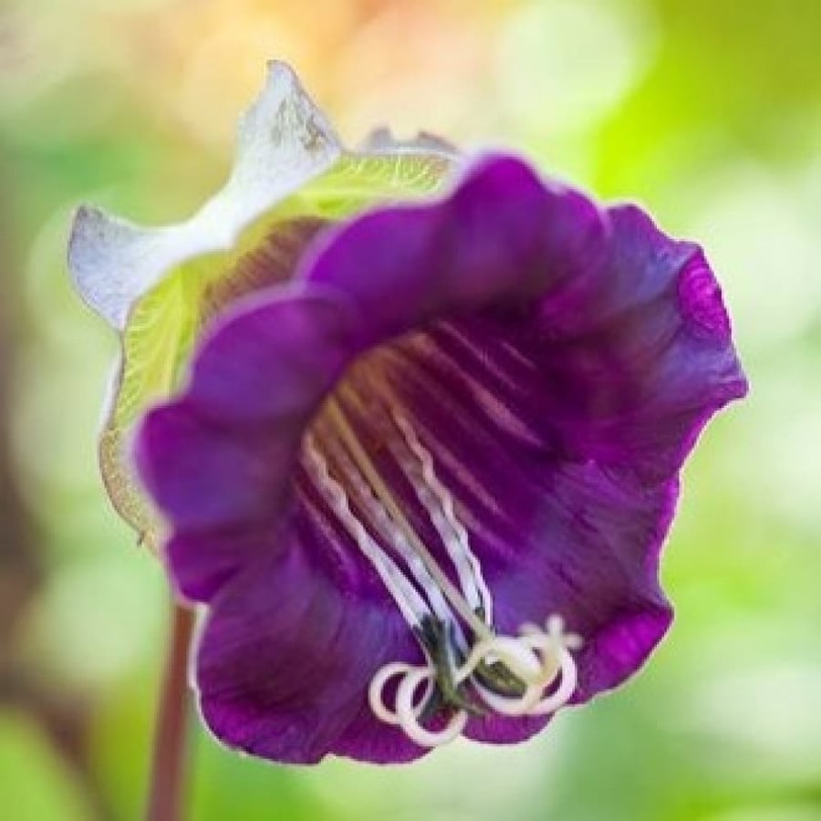 بذور الزهرة الكوبية ( Cobaea scandens )
