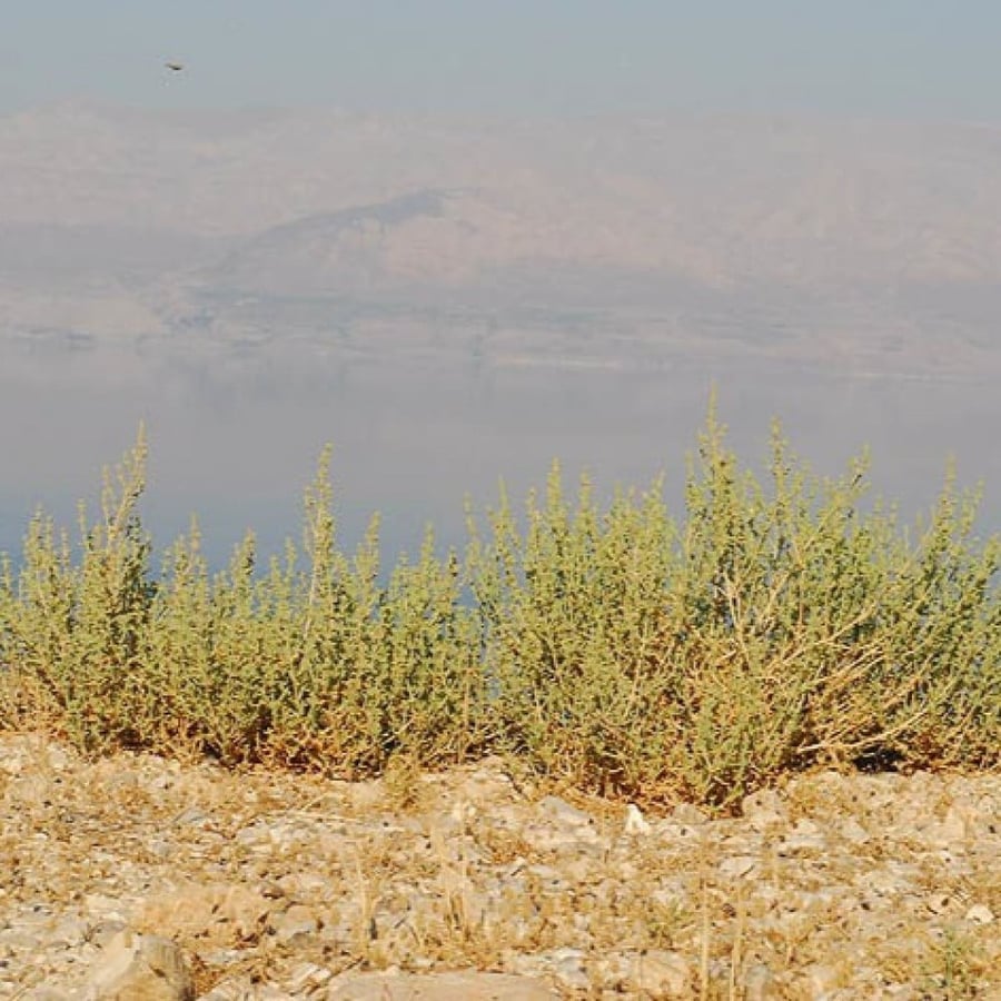 بذور شجيرة الشعران ( Anabasis setifera )