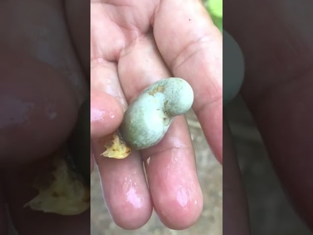 Cashew tree seeds