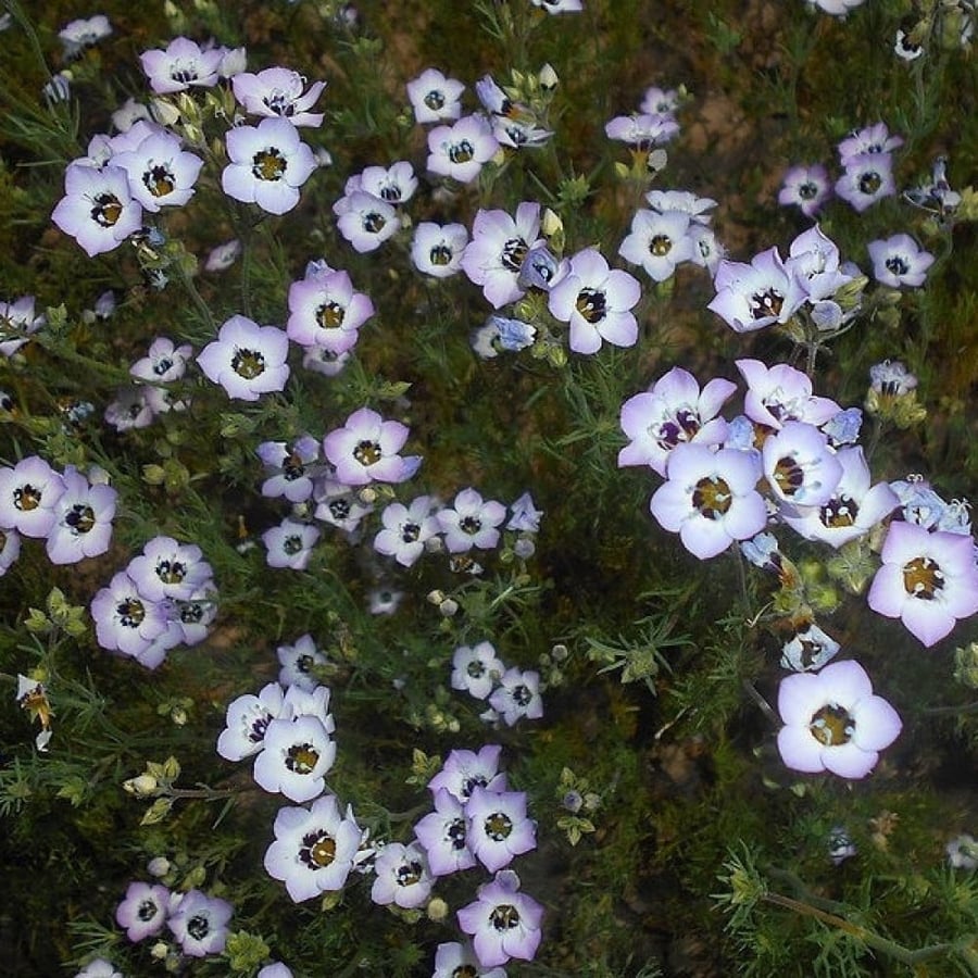 بذور زهرة عين الطائر ثلاثية الألوان ( Gilia tricolor )