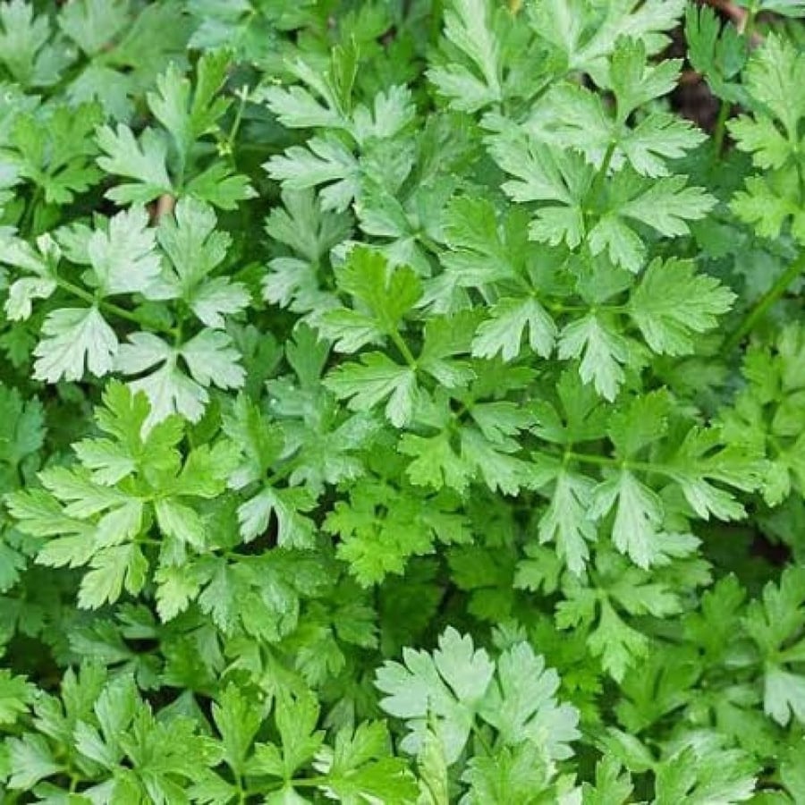 بذور نبات البقدونس ( Petroselinum crispum )