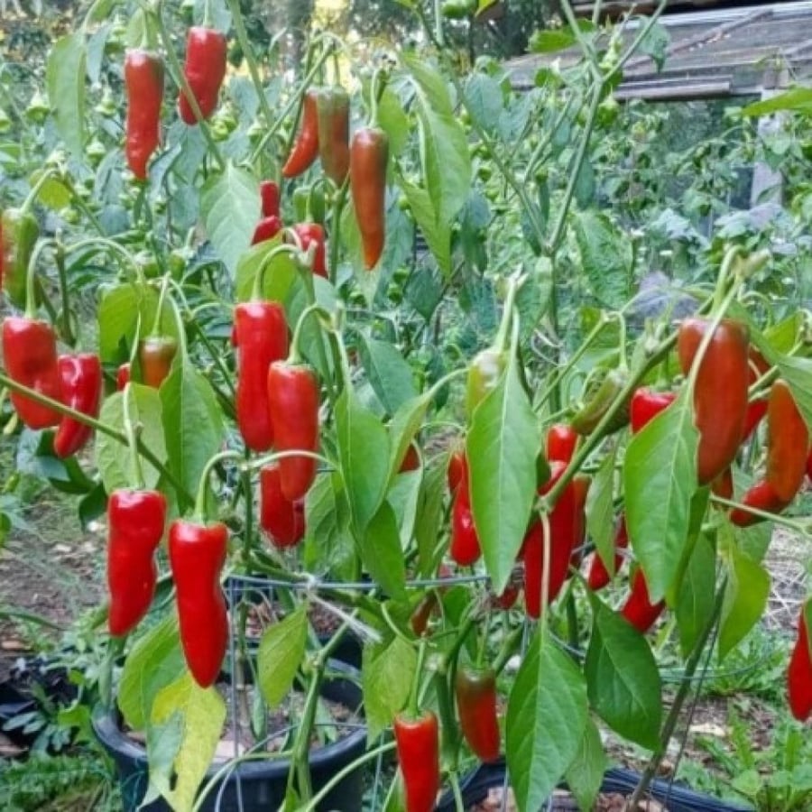 بذور الفلفل الحار الاحمر ( Capsicum annuum )