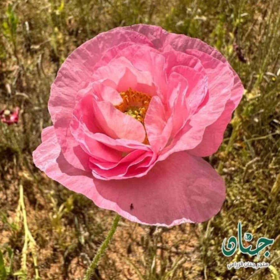 بذور الديدحان الملون متعدد البتلات - شقائق النعمان ( papaver rhoeas )