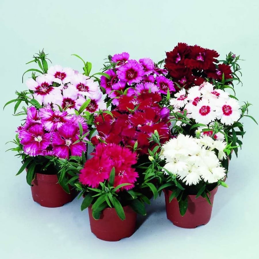بذور زهرة القرنفل الصيني ( Dianthus chinensis )