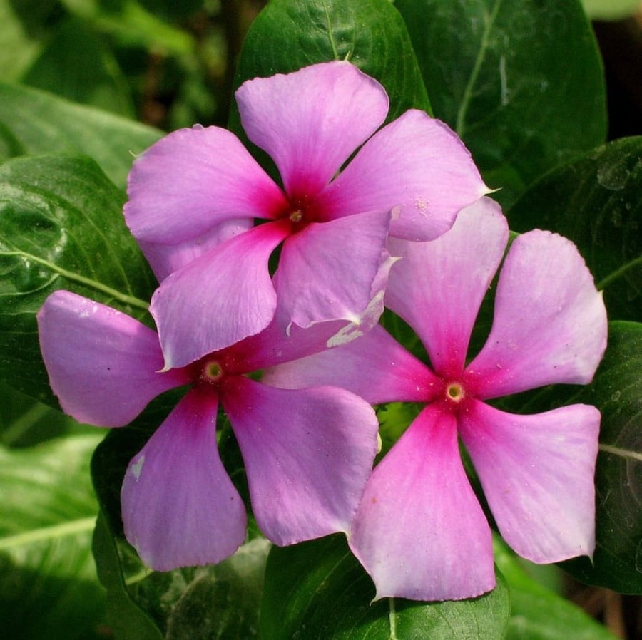 بذور البفتة الوردية - البلدي ( Catharanthus roseus )