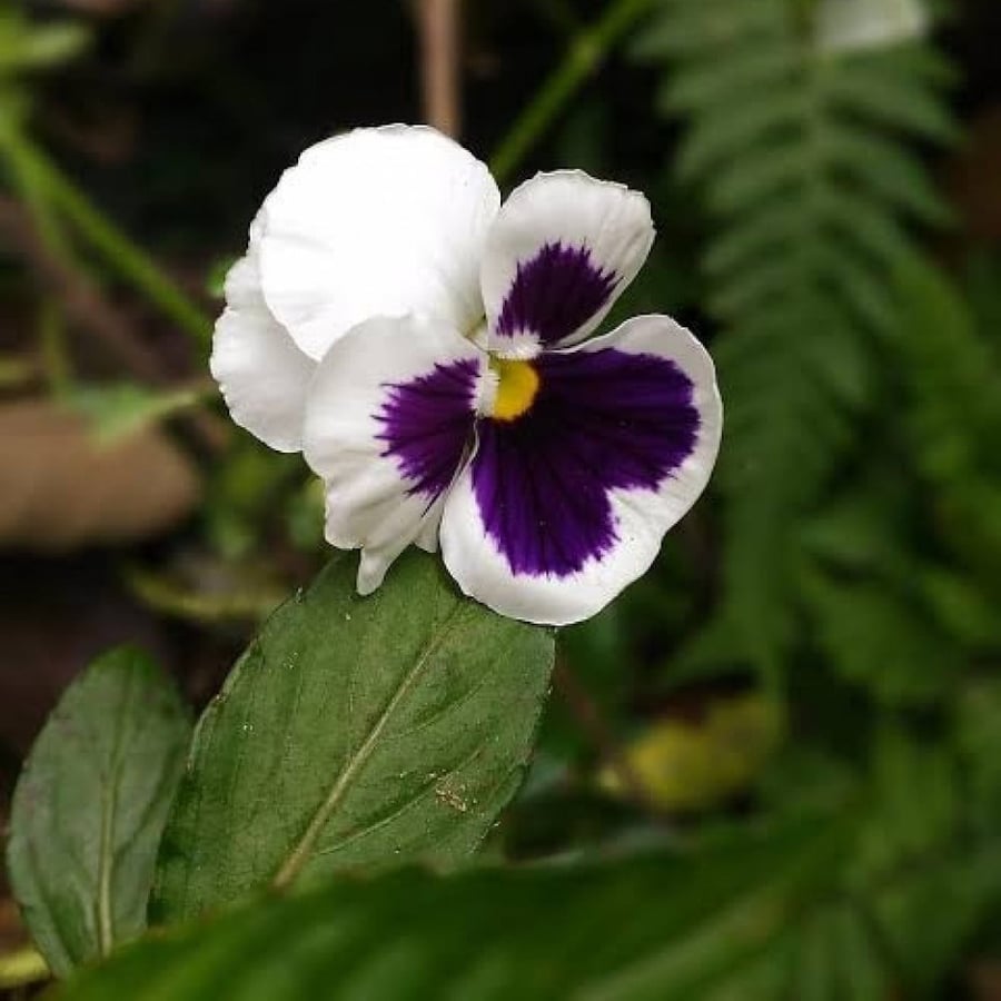 بذور زهرة بانسي - بنفسج الثالوث الأبيض ( Viola x wittrockiana )