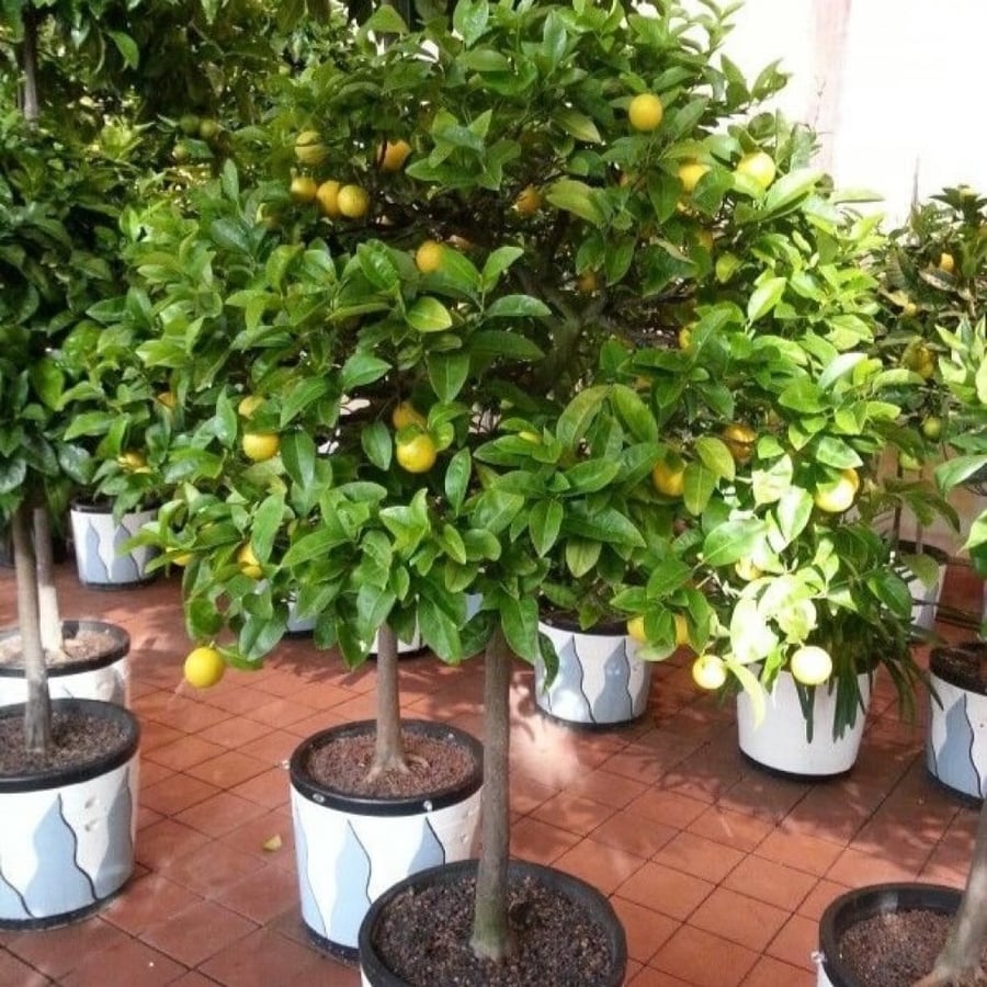 بذور فولكا مارينا - أصول الحمضيات ( Citrus Volkameriana )
