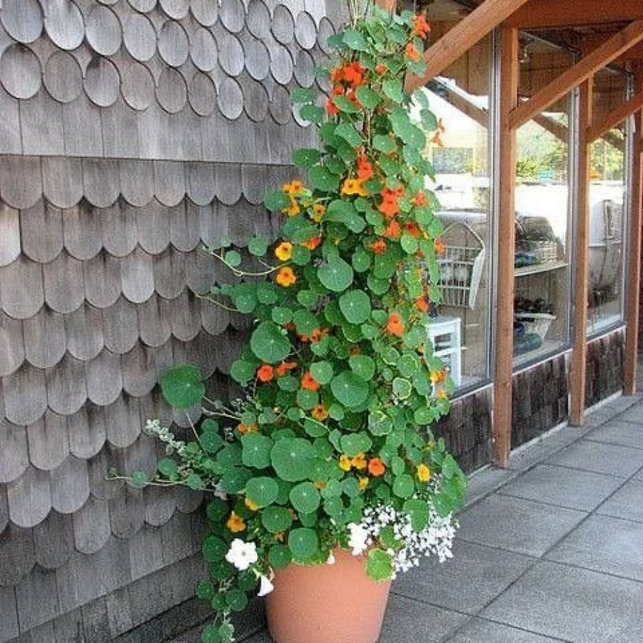 بذور زهرة السالبوت - أبو خنجر ( tropaeolum majus )