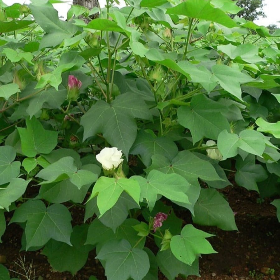 بذور شجيرة القطن المكسيكي ( Gossypium hirsutum )