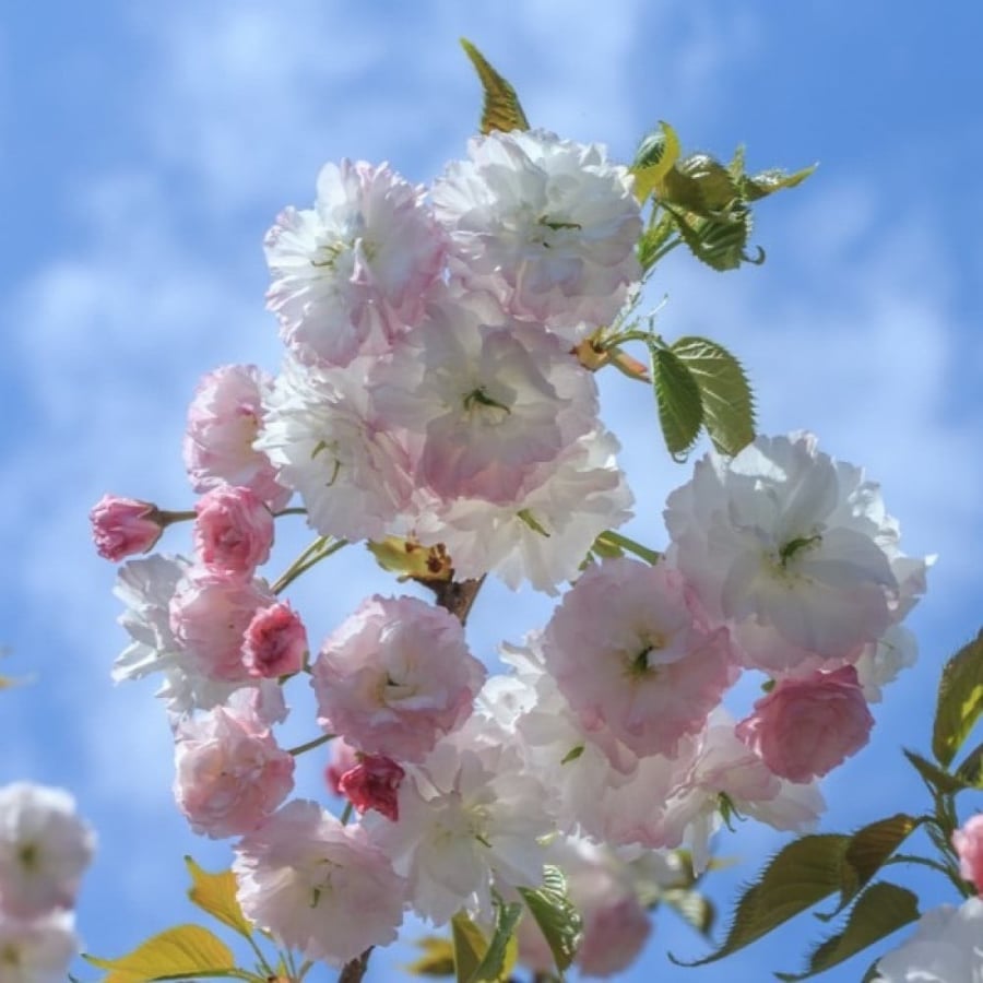 بذور شجرة ساكورا - الكرز الياباني ( Prunus serrulata )