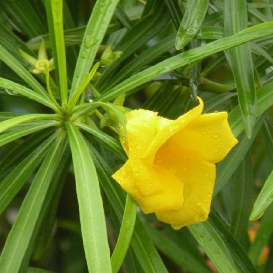 Thevetia peruviana shrub seeds