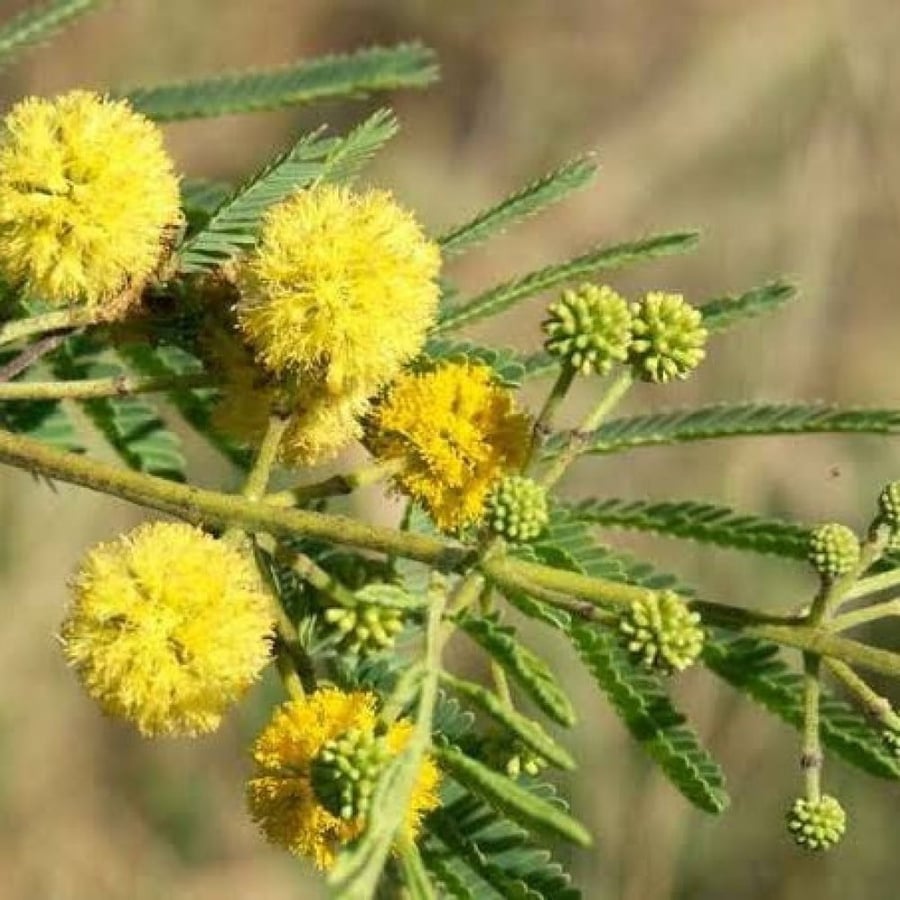 بذور شجرة القرض ( Acacia nilotica )