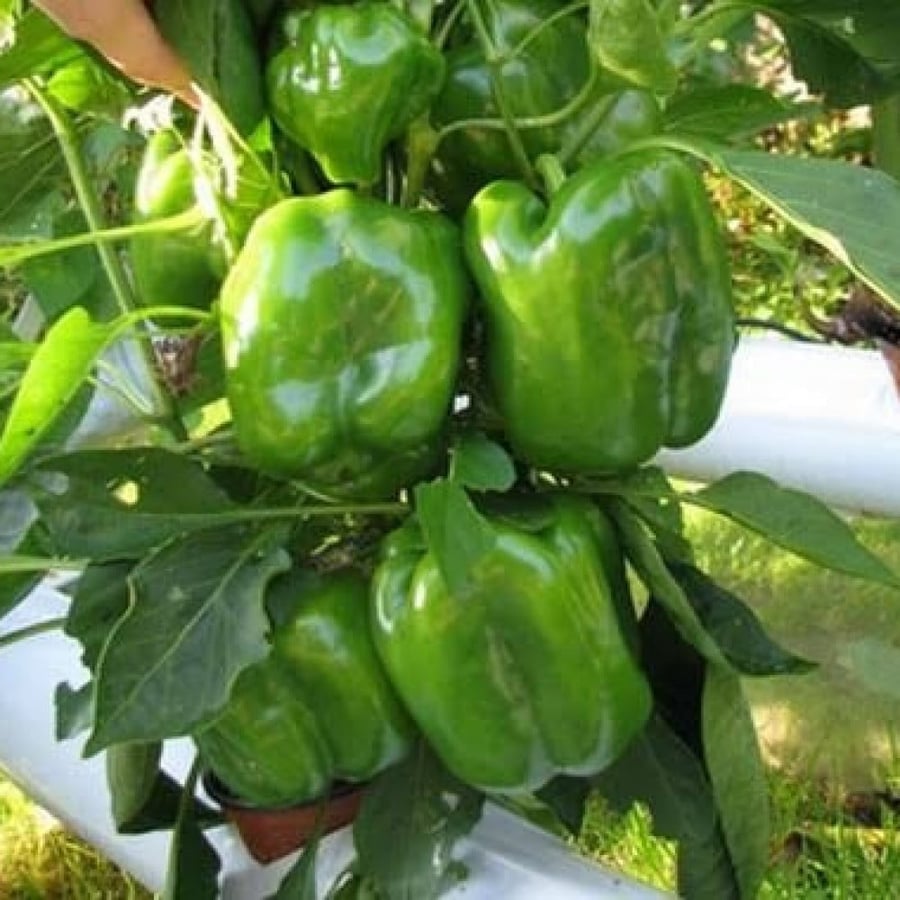 بذور فلفل رومي أخضر ( Capsicum annuum )