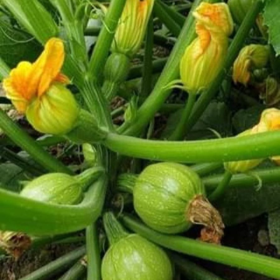 بذور الكوسا الكروية - الهدد ( Cucurbita pepo )