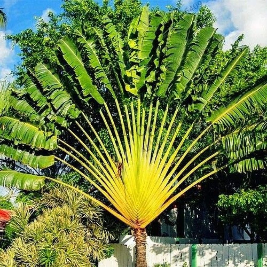 بذور نخيل المسافر - الموز الكاذب ( Ravenala madagascariensis )