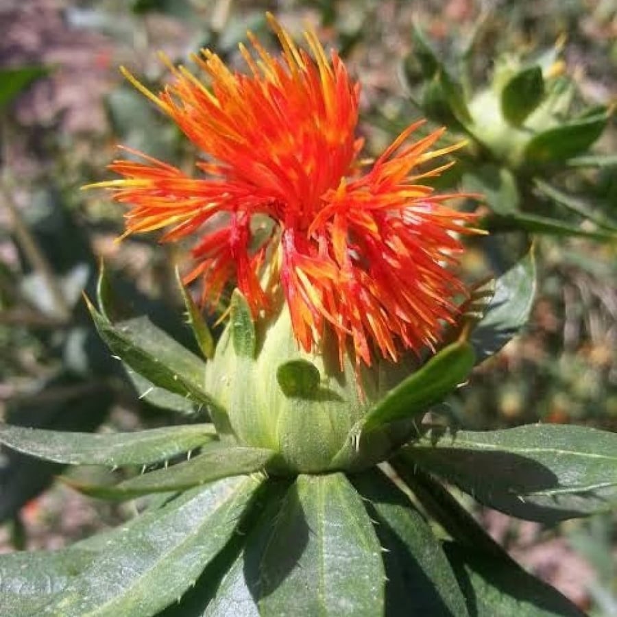بذور نبات العصفر - القرطم - الجرجوم ( carthamus tinctorius )