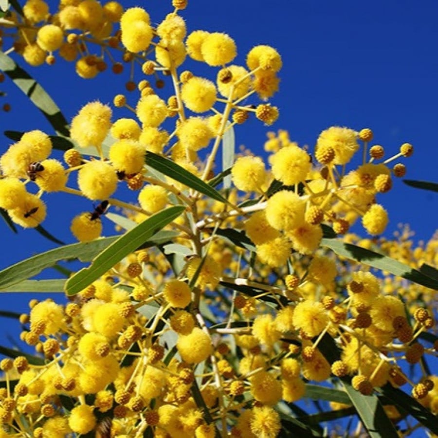 بذور شجرة السنط - الطلح القنديلي ( Acacia pruinocarpa )