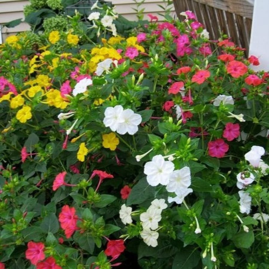 بذور زهرة شب الليل - الساعة الرابعة ( Mirabilis jalapa )