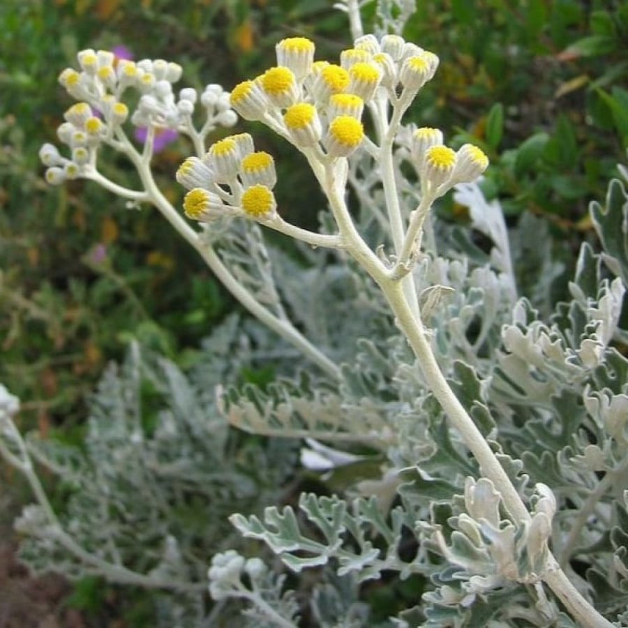 بذور زهرة الشيخة الفضية ( Jacobaea maritima )