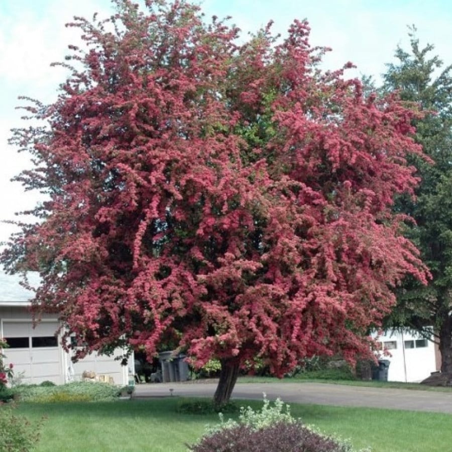 بذور شجرة الزعرور الانجليزي ( Crataegus laevigata )