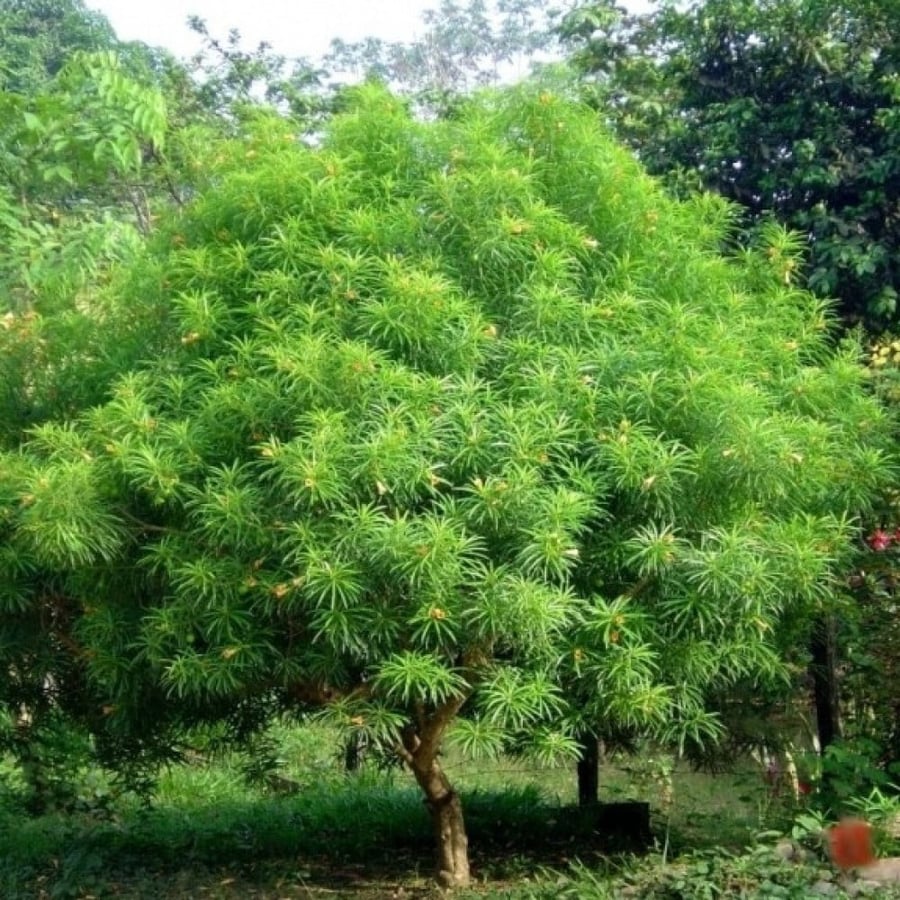 Thevetia peruviana shrub seeds