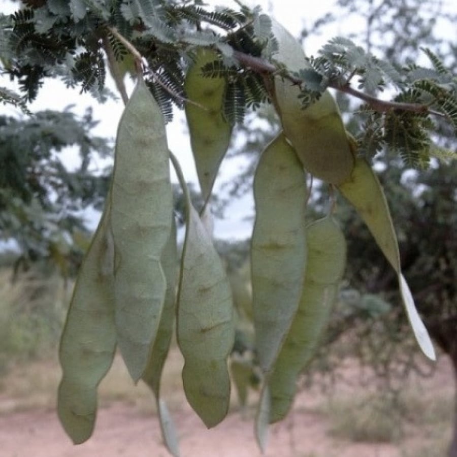 بذور شجرة الصمغ العربي - الهشاب ( Acacia senegal )