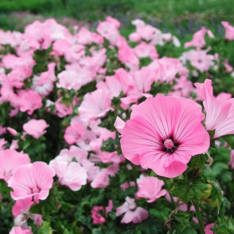 بذور زهرة لافاتيرا ( Lavatera trimestris )