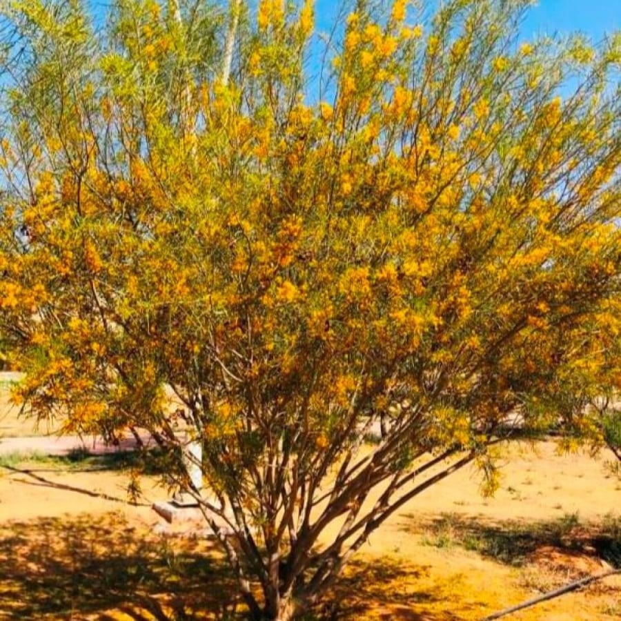 ‫بذور شجرة الطلح الاسترالي - سنط سكلوسبرما‬ ( Acacia sclerosperma )