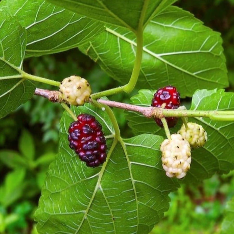 بذور شجرة توت القز الأبيض - ألبا ( morus alba )