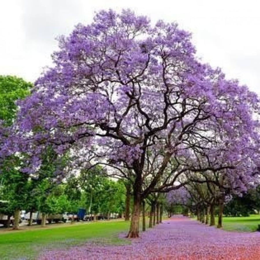 بذور شجرة الجاكرندا البنفسجية ( Jacaranda mimosifolia )