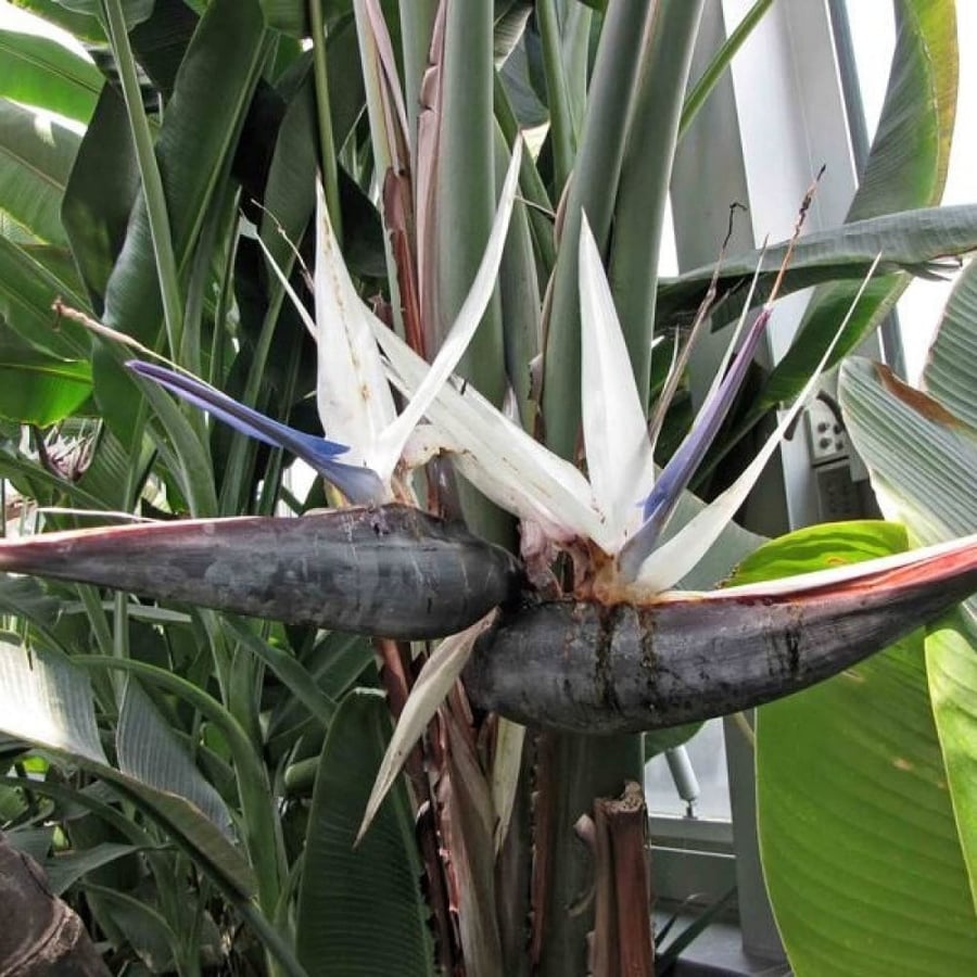 بذور نخيل المسافر - الموز الكاذب ( Ravenala madagascariensis )