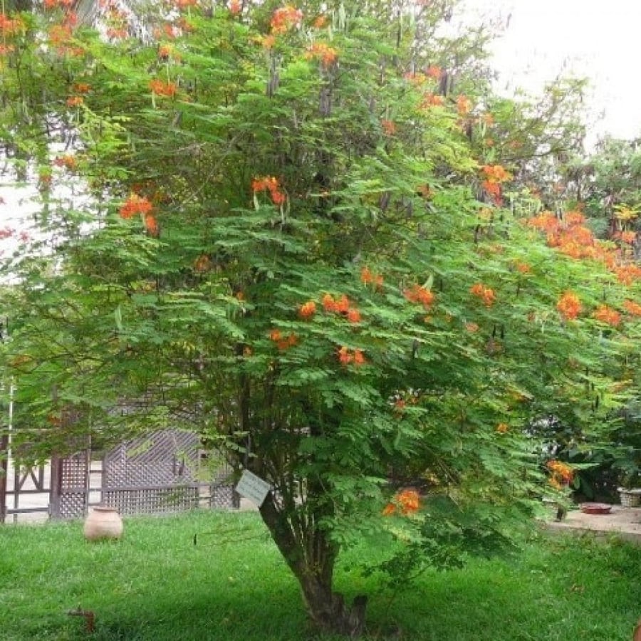 بذور شجيرة سيسالبينيا الحمراء - بونسيانا قزمية ( Caesalpinia pulcherrima )
