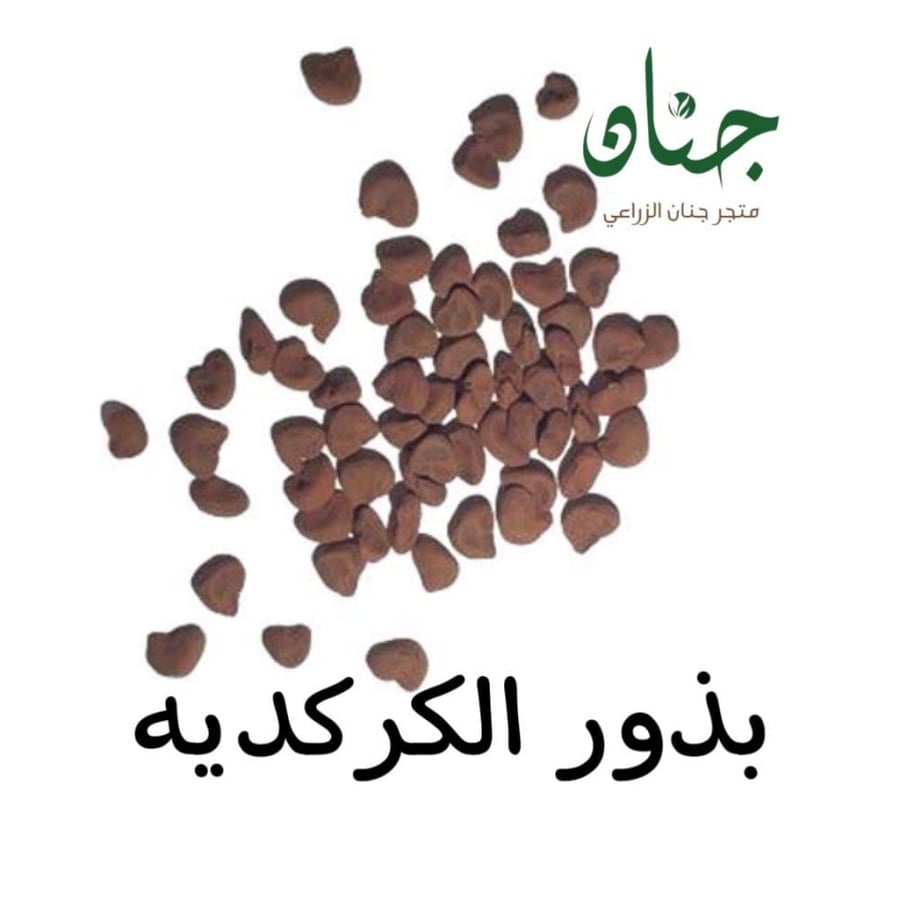 بذور شجيرة الكركديه ( Hibiscus sabdariffa )