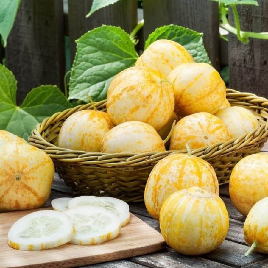 بذور الخيار الليموني ( Cucumis sativus )