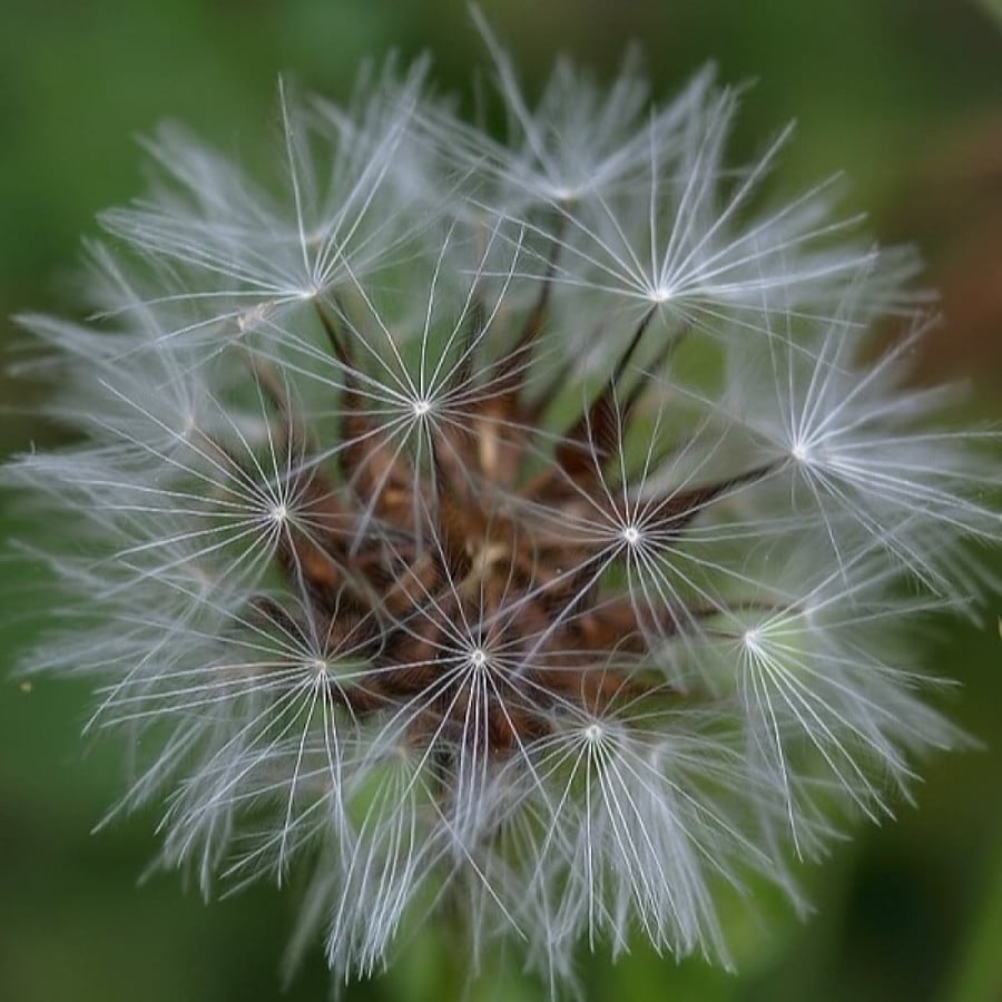 بذور العضيد - اليعضيد  ( Urospermum picroides )