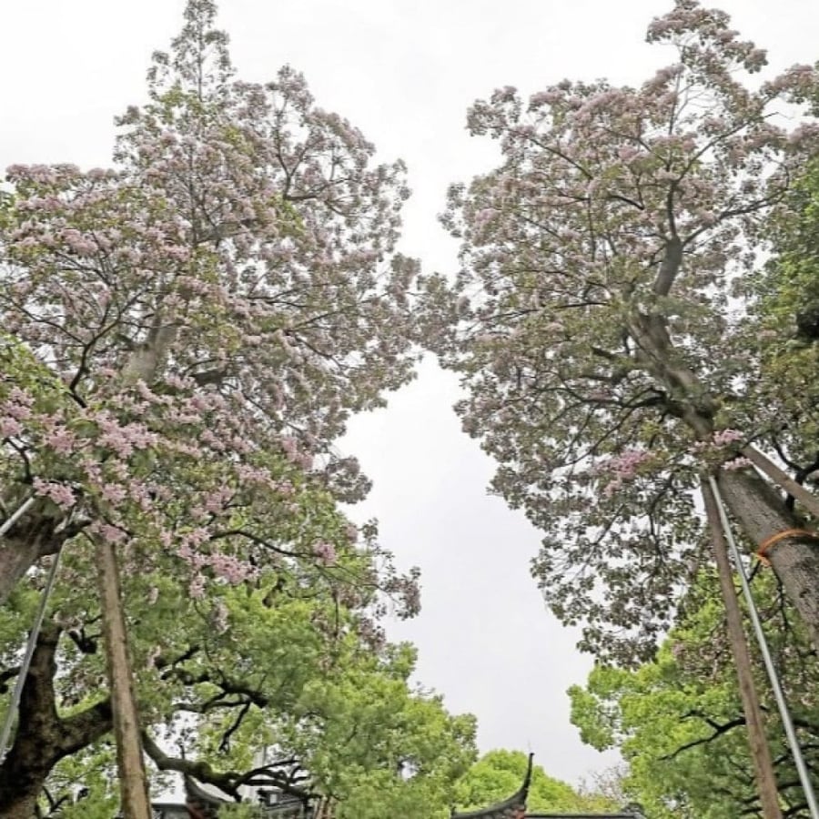 بذور شجرة الكاتالبا الوردية ( Catalpa Bungei )