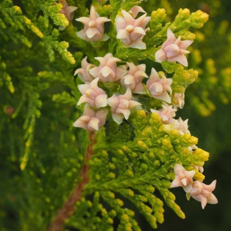 بذور شجرة الثويا الغربية ( Thuja occidentalis )