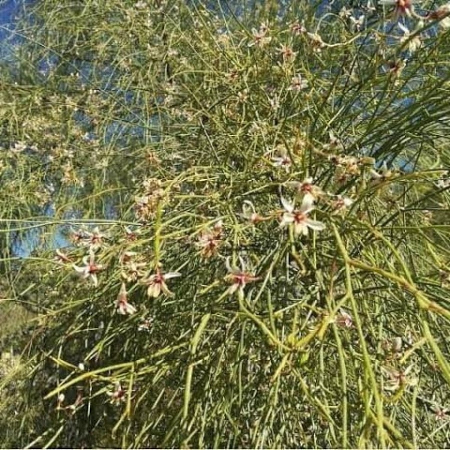 بذور شجرة اليسر - البان العربي - المورينجا العربي (Moringa Peregrina)
