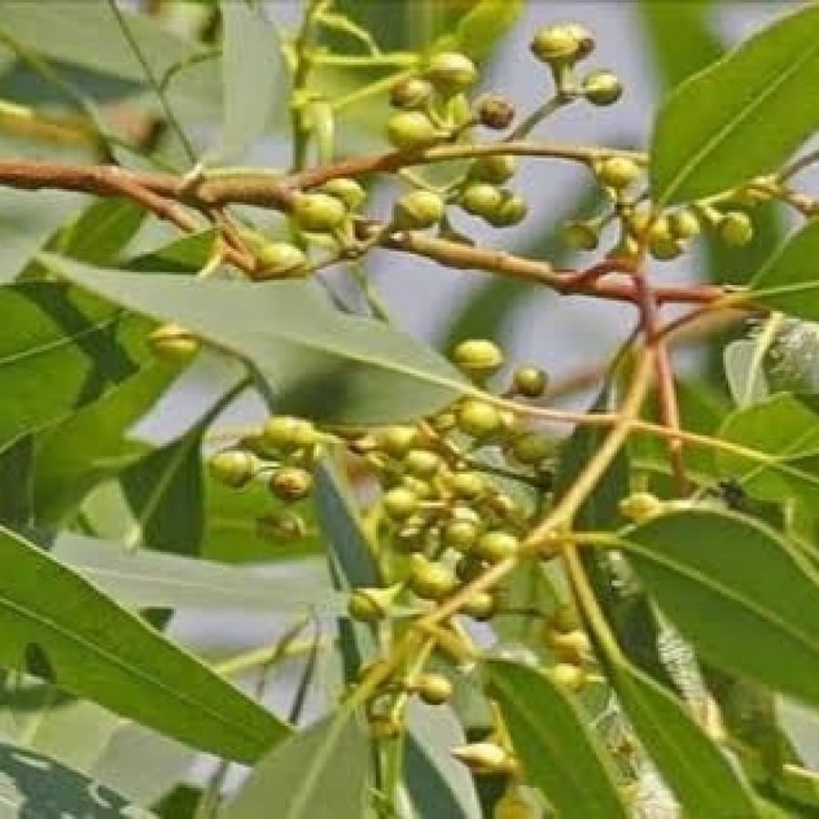 بذور الكافور - الكين الليموني ( Eucalyptus citriodora )