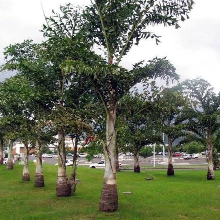 بذور نخيل ذيل السمكة - كاريوتا ( Caryota mitis )