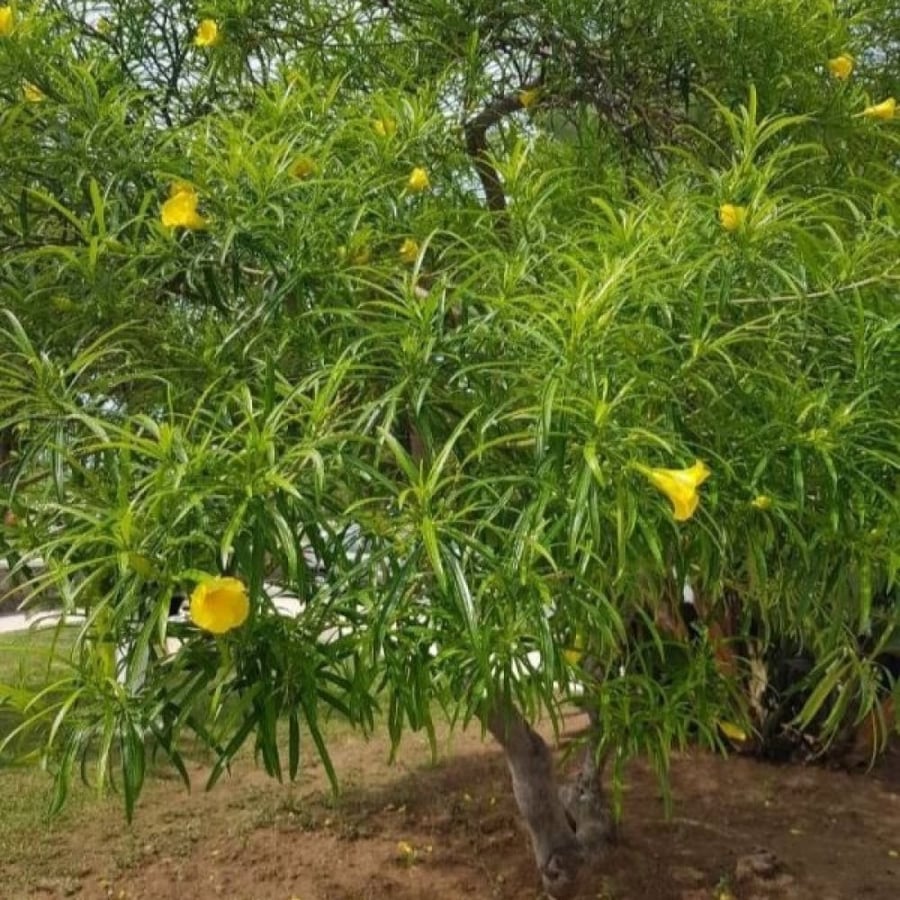 Thevetia peruviana shrub seeds