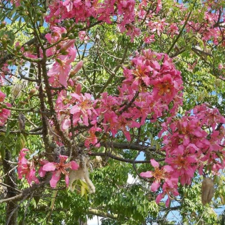 بذور شجرة الكوريزيا ( Chorisia speciosa )