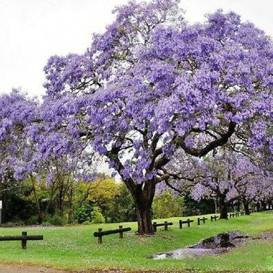 بذور شجرة الجاكرندا البنفسجية ( Jacaranda mimosifolia )