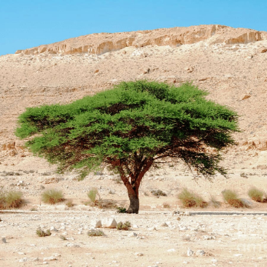 بذور شجرة الطلح النجدي ( Acacia gerrardii )