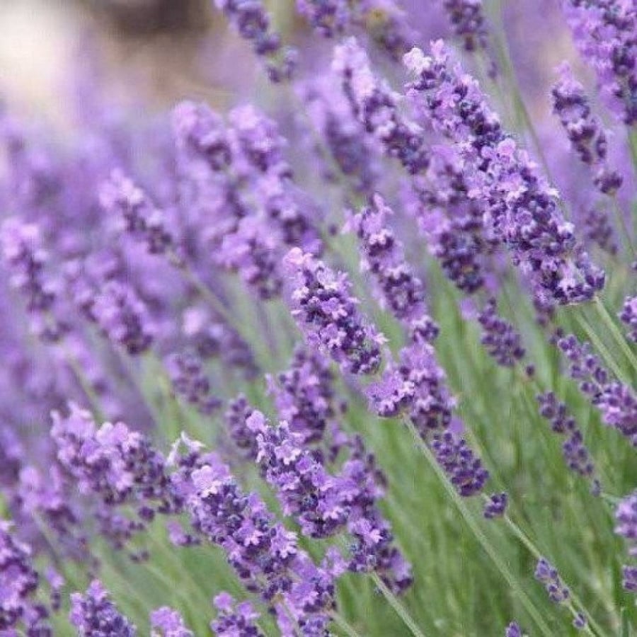 بذور زهرة اللافندر ( Lavandula )