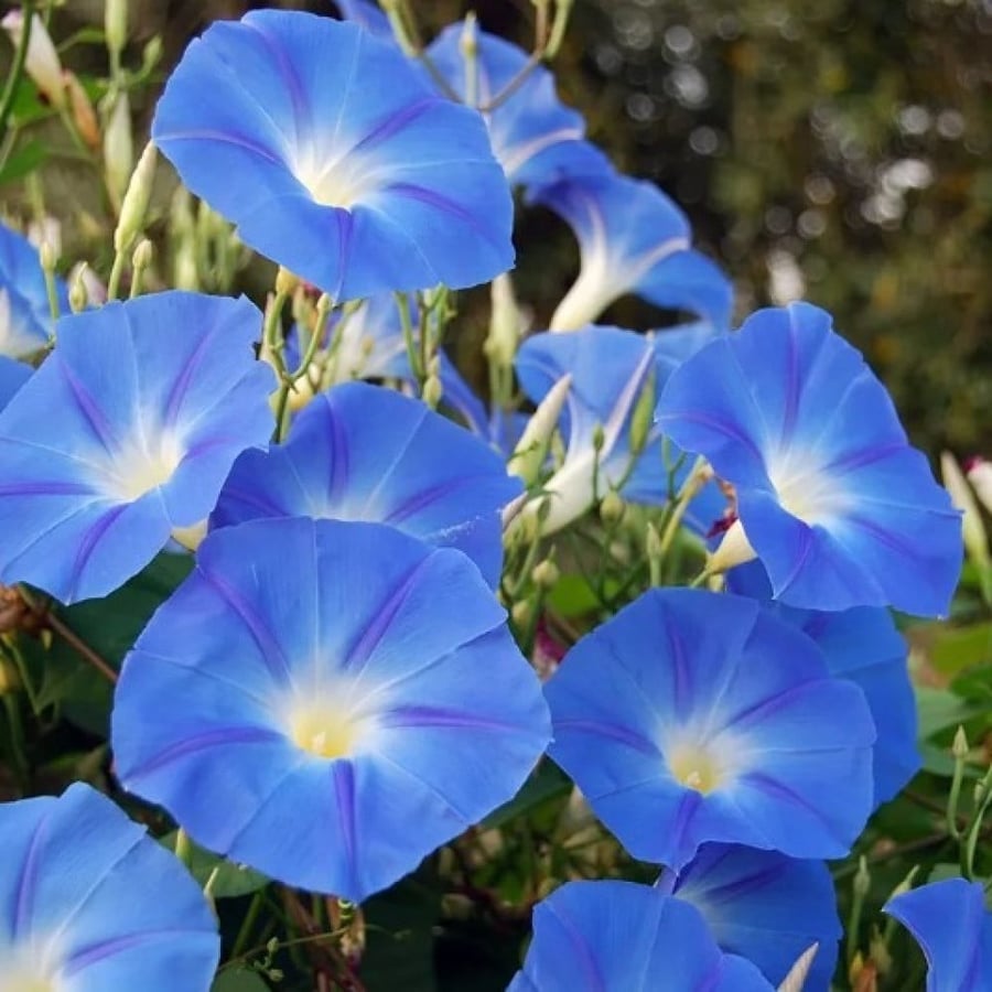 بذور متسلقة مجد الصباح السماويه ( Ipomoea tricolor )