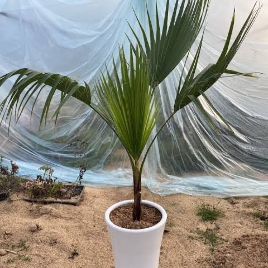 بذور نخيل واشنطوني - برتشارديا ( Washingtonia )