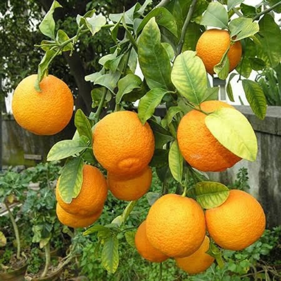 بذور فولكا مارينا - أصول الحمضيات ( Citrus Volkameriana )