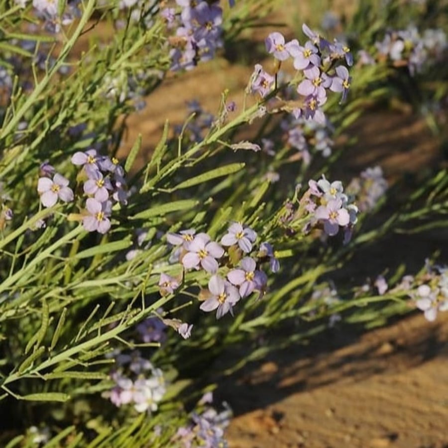 بذور عشبة اليهق - الجرجير البري ( Diplotaxis acris )